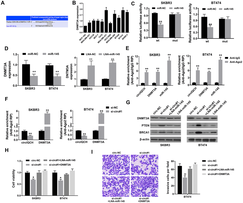 circIQCH promotes breast cancer progression via circIQCH-miR-145-DNMT3A axis. (A) Predicted binding sites of miR-145 within the 3’-UTR of DNMT3A mRNA according to TargetScan. (B) The relative expression level of DNMT3A in breast cancer cell lines. (C) Luciferase reporter assay of SKBR3 and BT474 cells co-transfected with miR-145 mimics and the 3’-UTR of DNMT3A wild type or mutant luciferase reporter. The putative miRNA binding site of 3’-UTR of DNMT3A was mutated. (D) Expression of DNMT3A was decreased after transfection with miR-145 mimics. Expression of DNMT3A was increased after transfection with miR-145 inhibitors. (E) Enrichment of circIQCH, DNMT3A and miR-145 on Ago2 assessed by RIP assay. (F) Enrichment of Ago2 to circIQCH was decreased while DNMT3A was increased after knockdown of circIQCH. (G) Knockdown of circIQCH resulted in the reduction of DNMT3A expression which was reversed by miR-145 inhibitors. PTEN and BRCA1 was upregulated after silencing circIQCH. (H) Cell proliferation rate was detected by CCK-8 assay after exogenously expressing DNMT3A or inhibiting miR-145 in circIQCH silencing SKBR3 and BT474 cells. (I) Cell migration ability was validated by transwell assay after exogenously expressing DNMT3A or inhibiting miR-145 in circIQCH silencing SKBR3 cells. *P**P