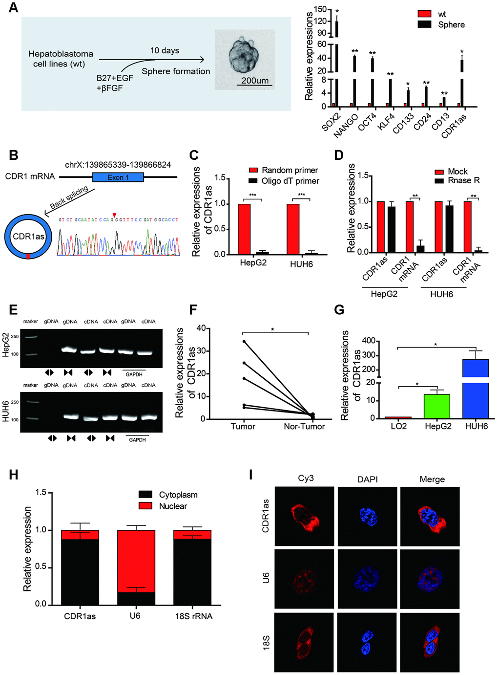 The identification, characteristics, and expression of CDR1as in HB cell lines and HB. (A) Schematic illustration of a forming HB sphere and qRT-PCR analysis for cancer stem cell (CSC) markers; (B) The formation of CDR1as. CDR1as is derived from back-spliced exon 1 of genomic CDR1. The existence of CDR1as was confirmed by Sanger sequencing. The red arrow represents the back-splice junction of CDR1as; (C) qRT-PCR analysis of CDR1as: reverse transcription products using random primers or oligo dT primers; (D) The expression of CDR1as and CDR1 mRNA was measured by qRT-PCR in HepG2 and HUH6 cells that were treated with or without RNase R; (E) The PCR products of CDR1as and linear CDR1 were evaluated by gel electrophoresis. Divergent primers amplified CDR1as in cDNA but not genomic DNA (gDNA). Convergent primers amplified linear CDR1 in both cDNA and gDNA. GAPDH was used as a linear control; (F) qRT-PCR analysis of CDR1as in 5 paired HB and adjacent noncancerous tissues; (G) The expression of CDR1as in HB cell lines was detected by qRT-PCR; (H) CDR1as was mainly located in the cytoplasm as confirmed by the nuclear mass separation assay in HepG2 cells; (I) Fluorescence in situ hybridization (FISH) confirmed that CDR1as was predominantly located in the cytoplasm. Nuclei were stained with DAPI. U6, 18S, and CDR1as were labeled with Cy3. Scale bar, 200 μm. Data are presented as the mean ± SEM of three experiments. *P 