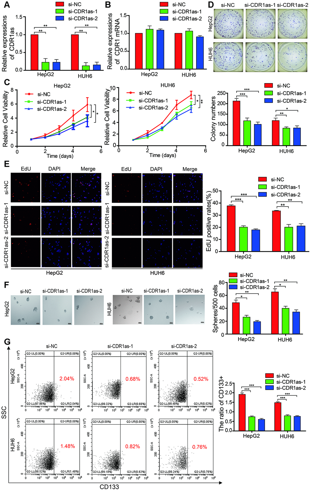 CDR1as affects the proliferation and stemness of HB cells. (A) qRT-PCR analysis of CDR1as in HB cells treated with siRNAs; (B) qRT-PCR analysis of CDR1 mRNA in HB cells treated with siRNAs; (C–E) Cell proliferation was assessed using the Cell Counting Kit-8 (CCK-8), colony formation assay, and EdU assay after knocking down CDR1as in HepG2 and HUH6 cells; (F) The stemness of the CSCs was assessed by the sphere-forming assay after knocking down CDR1as in HepG2 and HUH6 cells; (G) The percentage of HB cells expressing CD133 after knockdown of CDR1as was determined by flow cytometry. Scale bar, 200 μm. Data are presented as the mean ± SEM of three experiments. *P 