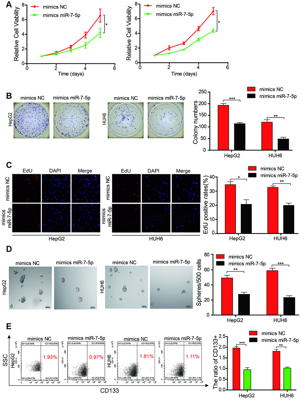 Mir-7-5p affects the proliferation and stemness abilities of HB cells. (A–C) The cell proliferative ability of HB cells that were transfected with miR-7-5p was assessed by the Cell Counting Kit-8 (CCK-8), colony formation assay, and EdU assay; (D) The stemness of cancer stem cells (CSCs) was assessed using the sphere-forming assay after the HepG2 and HUH6 cells were transfected with miR-7-5p; (E) The proportion of CD133+ cells was determined by flow cytometric analysis after miR-7-5p was overexpressed in HB cells. Scale bar, 200 μm. Data are presented as the mean ± SEM of three experiments. *P 