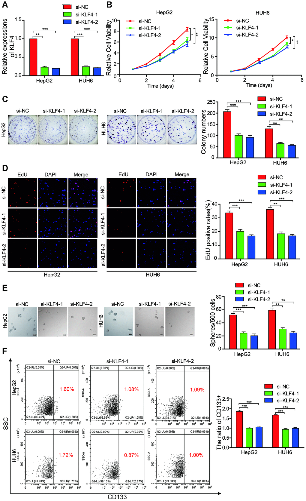 KLF4 affects the proliferation and stemness abilities of HB cells. (A) qRT-PCR analysis of KLF4 mRNA in HB cells that were treated with siRNAs; (B–D) The cell proliferative ability was assessed by the Cell Counting Kit-8 (CCK-8), colony formation assay, and EdU assay after KLF4 was knocked down in HepG2 and HUH6 cells; (E) The stemness of cancer stem cells (CSCs) was assessed by the sphere-forming assay after KLF4 was knocked down in HepG2 and HUH6 cells; (F) The proportion of CD133+ cells was determined by flow cytometric analysis after KLF4 knockdown. Scale bar, 200 μm. Data are presented as the mean ± SEM of three experiments. *P 