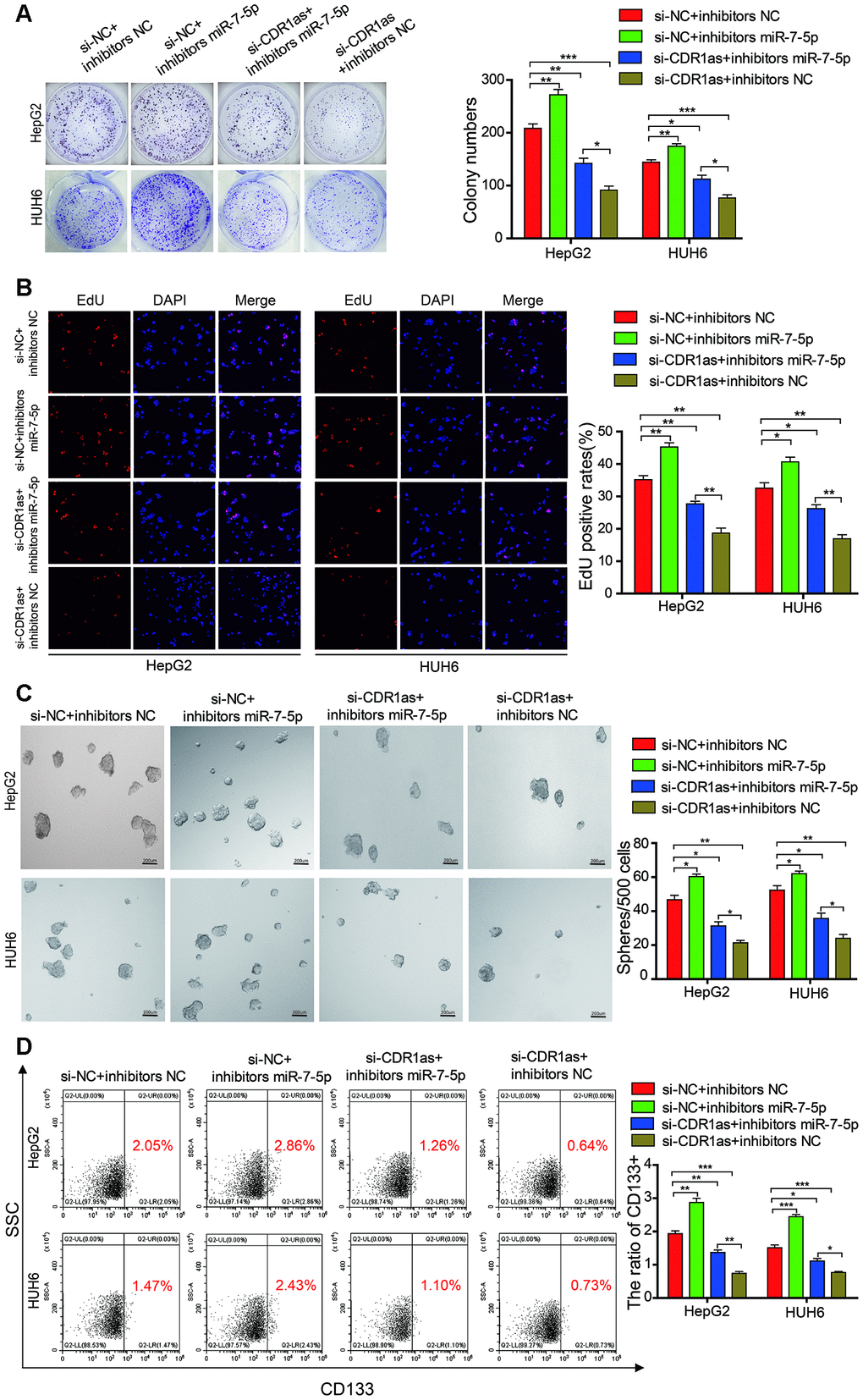 MiR-7-5p attenuates the function of CDR1as in HB cells. (A, B) The colony formation assay and EdU assay indicated that transfected with si-CDR1as could decrease the cell proliferative ability in HepG2 and HUH6 cells, and the co-transfection of si-CDR1as and miR-7-5p inhibitors abolished the si-CDR1as-induced attenuation of cell proliferation; (C) The sphere-forming assay indicated that transfected with si-CDR1as could decrease the sphere-forming capacity in HepG2 and HUH6 cells, and the co-transfection of si-CDR1as and miR-7-5p inhibitors abolished the si-CDR1as-induced attenuation of sphere-forming capacity; (D) The flow cytometric analysis indicated that transfected with si-CDR1as could decrease the proportion of CD133+ cells in HepG2 and HUH6 cells, and the co-transfection of si-CDR1as and miR-7-5p inhibitors abolished the si-CDR1as-induced decrease of CD133+ cells rate. Scale bar, 200 μm. Data are presented as the mean ± SEM of three experiments. *P 
