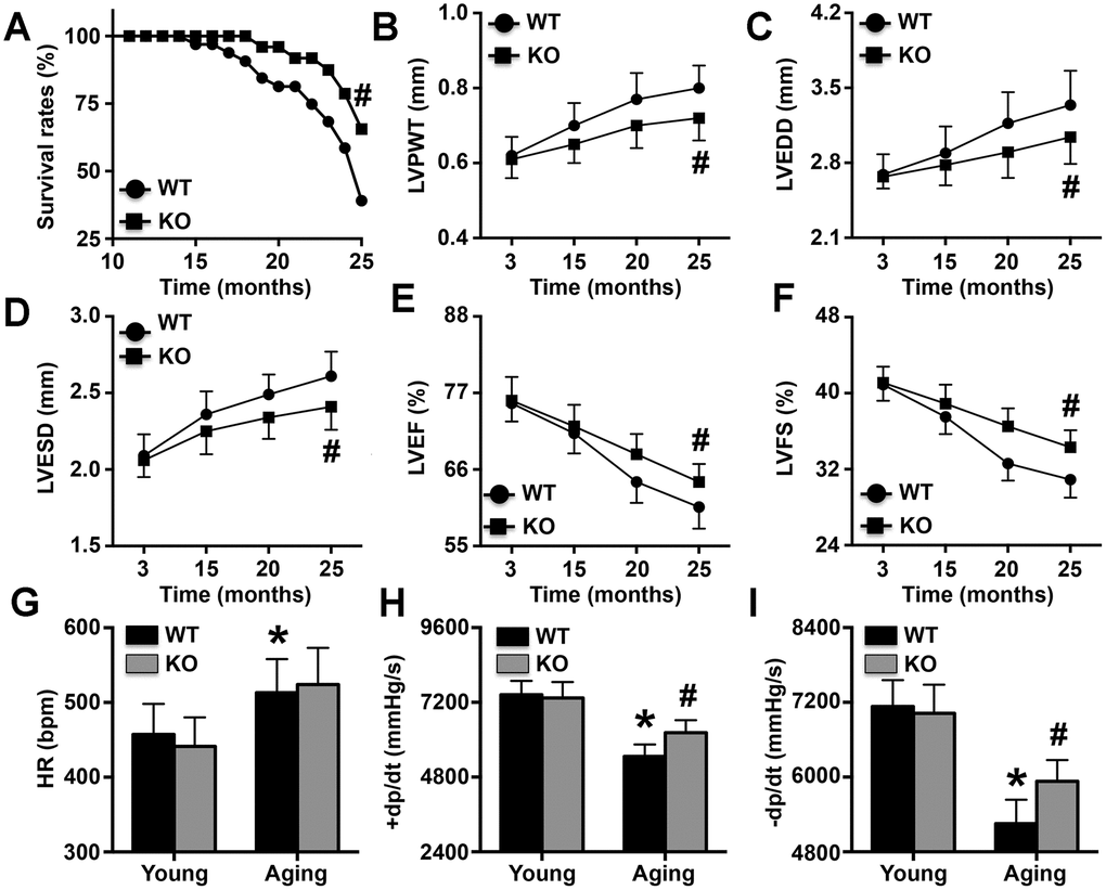 Effects of IL-6 KO on cardiac dysfunction. (A) Survival rates of WT mice and IL-6 KO mice. (B–F) LVPWT, LVEDD, LVESD, LVEF, and LVFS were determined at different time points by ultrasonic cardiography. (G–I) The HRs of young mice and aging mice were measured. N=10-16 in each group. * p# p