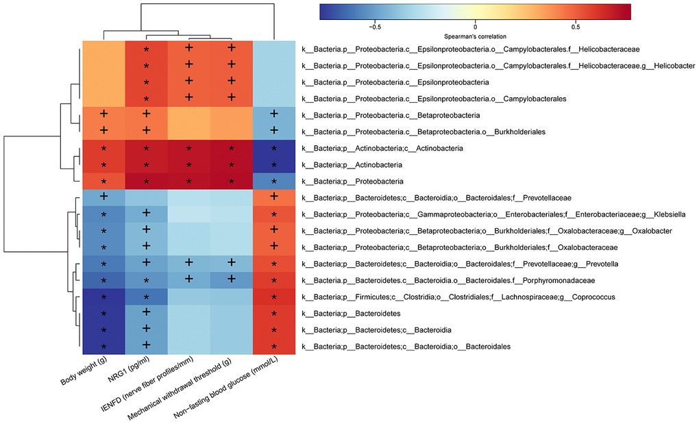 Heatmap of correlations between gut microbiota abundance and DPN phenotypes and serum NRG1 level. The intensity of the color represents the r-value of Spearman’s correlations (negative score, blue; positive score, red) between the relative abundance of the species and DPN phenotypes and serum NRG1 level, n=8/group, +p p 