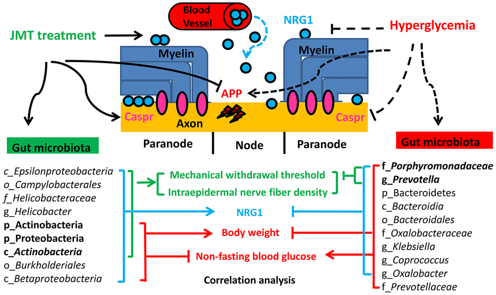 Proposed mechanism for JMT-induced changes in gut microbiota composition that ameliorated DPN.