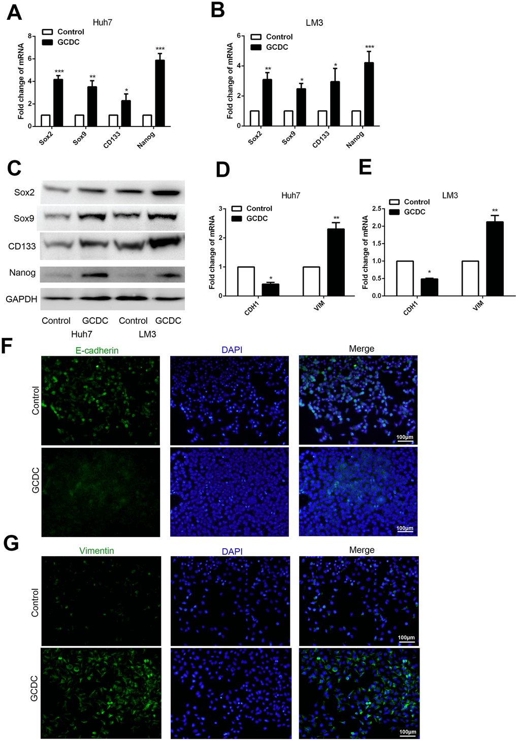 GCDC promotes EMT and stemness in HCC cells. (A, B) Reverse-transcriptase polymerase chain reaction (RT-PCR) was used to detect the expression of stem cell markers (Sox2, Sox9, Nanog, and CD133) in HCC cells. *PC) Western blotting was used to detect the expression of stem cell markers (Sox2, Sox9, Nanog, and CD133) in HCC cells. (D, E) RT-PCR was performed to examine the expression of E-cadherin and vimentin in HCC cells. *PF, G) The protein expression of E-cadherin and vimentin was confirmed by immunofluorescence.