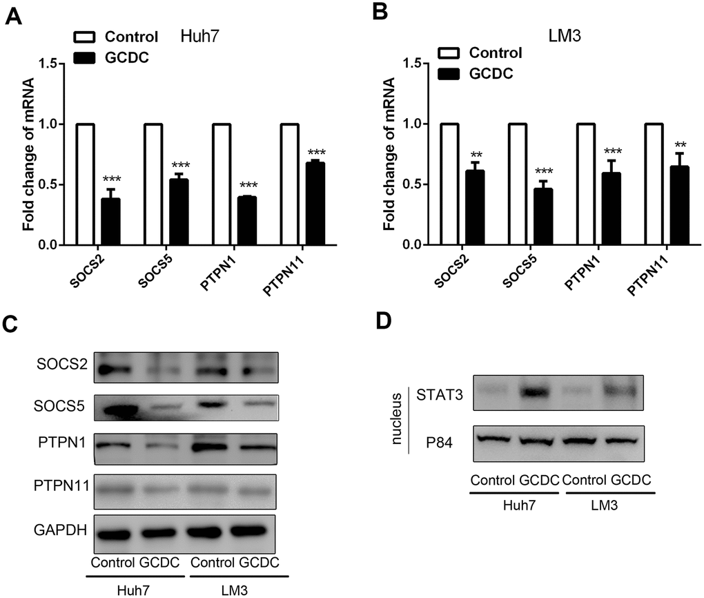 GCDC activates the STAT3 signaling pathway in HCC cells. (A, B) The mRNA expression of SOCS2, SOCS5, PTPN1, and PTPN11 was detected by reverse-transcriptase polymerase chain reaction (RT-PCR). **PC) Western blotting was used to detect the expression of SOCS2, SOCS5, PTPN1, and PTPN11. (D) The expression of STAT3 in the cell nucleus was examined by western blotting. P84 was used as an internal reference.