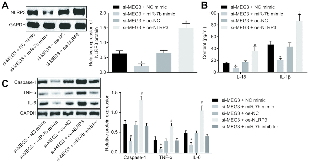LncRNA MEG3 sponged miR-7b through NLRP3 to modulate the LPS-induced ALI cells in vitro. The expression of NLRP3 normalized to GAPDH assessed by Western blot analysis (A). The levels of cytokines IL-18 and IL-1β detected by ELISA (B). The expression of caspase-1, TNF-α and IL-6 normalized to GAPDH detected by Western blot analysis (C). * p vs. si-MEG3 + NC mimic; # p vs. si-MEG3 + oe-NC. Measurement data were expressed as mean ± standard deviation. Data among multiple groups were tested using ANOVA, followed by Tukey’s post hoc test. The experiments were repeated three times independently.