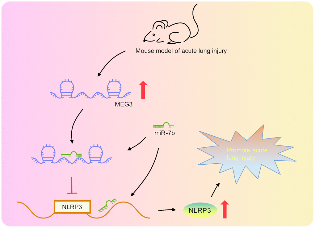 LncRNA MEG3 was highly expressed in LPS-induced ALI mouse models. LncRNA MEG3 sponged miR-7b to upregulate NLRP3 ultimately promoting LPS-induced ALI.