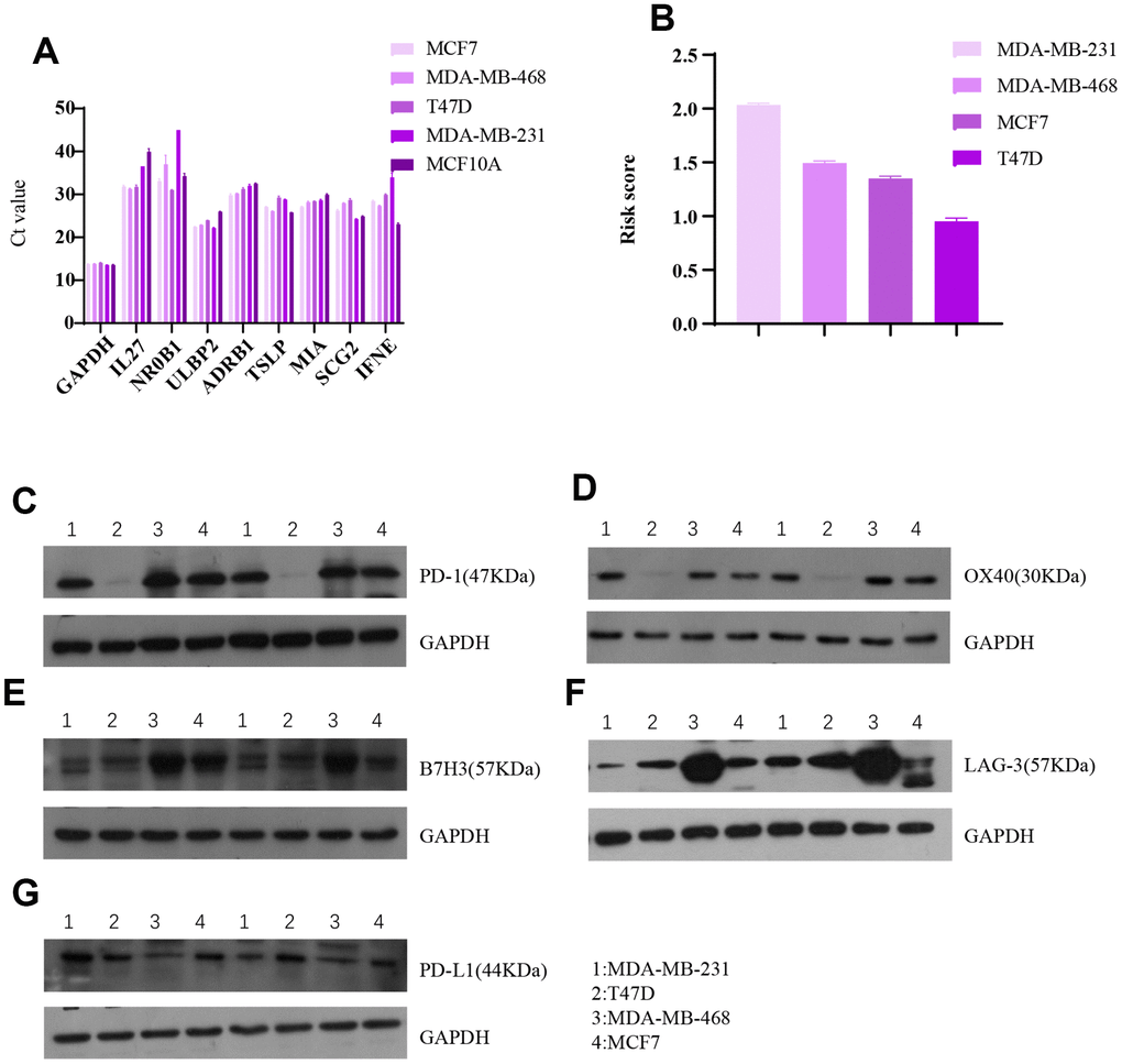 Invitro breast cancer cell line experiments validate the predictive value of the eight-gene signature for immune checkpoints. (A) Raw data (Ct value) from Rt-PCR analysis of the eight genes in four breast cancer cell lines and one normal breast cell line. (B) Risk scores of the four breast cell lines calculated based on Rt-PCR results. Western blot results for (C) PD1, (D) OX40, (E) B7H3, (F) LAG-3, and (G) PDL1 expression in the four breast cancer cell lines.