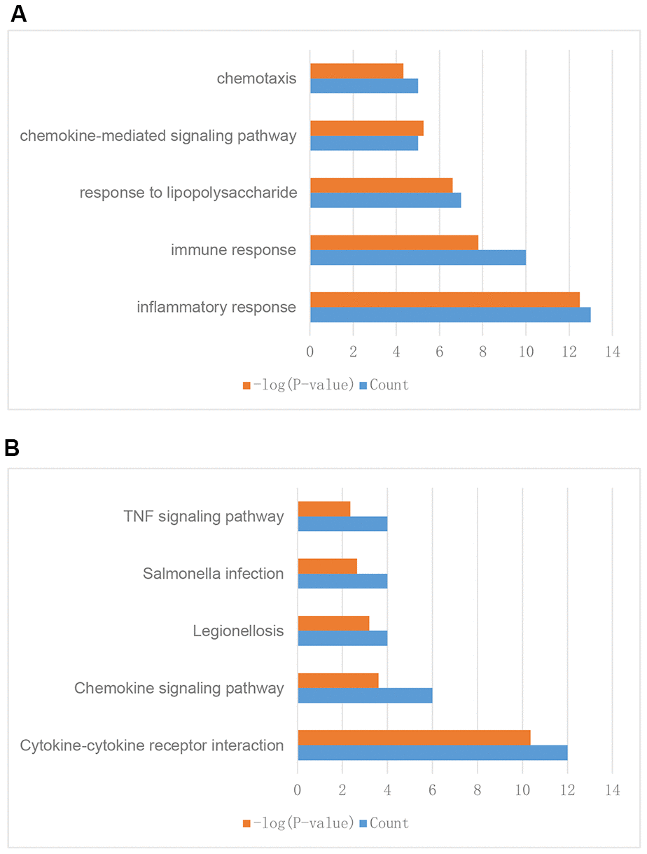 Enrichment analysis of differentially expressed IRGs between breast tumor and normal breast tissues. (A) GO enrichment analysis results. (B) KEGG enrichment analysis results.