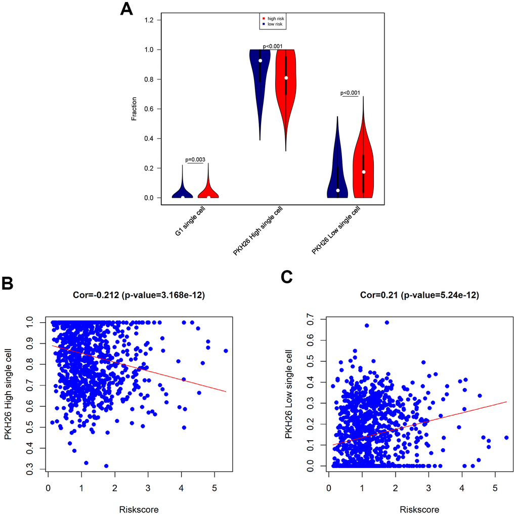 Associations between eight-gene signature and cancer stemness. (A) Infiltration of G1 phase, high PKH26, and low PKH26 single cells between high- and low-risk patients. (B) Analysis of associations between risk score and high PKH26 single cells. (C) Analysis of associations between risk score and low PKH26 single cells.
