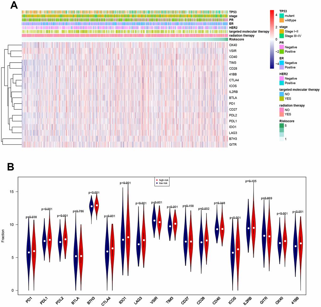 Associations between eight-gene signature and 18 immune checkpoints. (A) Heatmap showing associations between risk score, clinical variables, and 18 immune checkpoints. (B) Predictive value of the eight-gene signature for PD1, PDL2, PDL1, B7H3, CTLA4, IDO1, LAG3, VSIR, TIM3, CD28, ICOS, OX40, and X41BB.