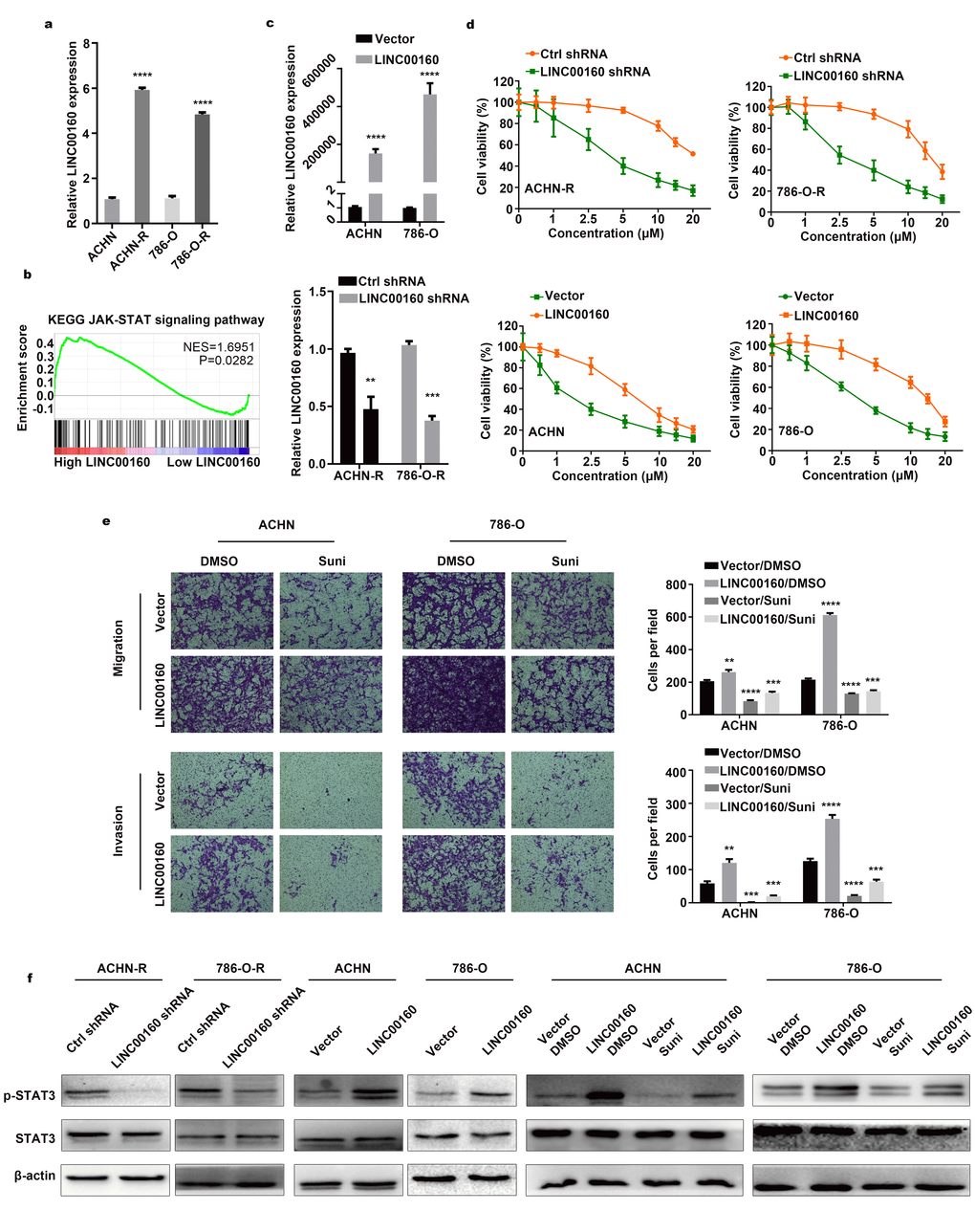 LINC00160 participates in sunitinib resistance of RCC. (A) LINC00160 expression was compared between resistant and parental cells by RT-qPCR. (B) GSEA analysis revealed that high LINC00160 expression was involved in JAK-STAT signaling pathway. (C) LINC00160 expression was detected by RT–qPCR after knockdown and overexpression. (D) Cell viability assays in sunitinib concentration gradients were conducted after LINC00160 knockdown and overexpression. (E) Transwell assays were conducted after sunitinib treatment and LINC00160 overexpression. (F) Western blotting analysis of p-STAT3 and STAT3 after silencing LINC00160 in resistant cells, upregulating LINC00160 in parental cells and overexpressing LINC00160 combined with sunitinib treatment in parental cells. β-actin served as the loading control. Each experiment was performed at least three times and data was represented as mean ± SEM. *P