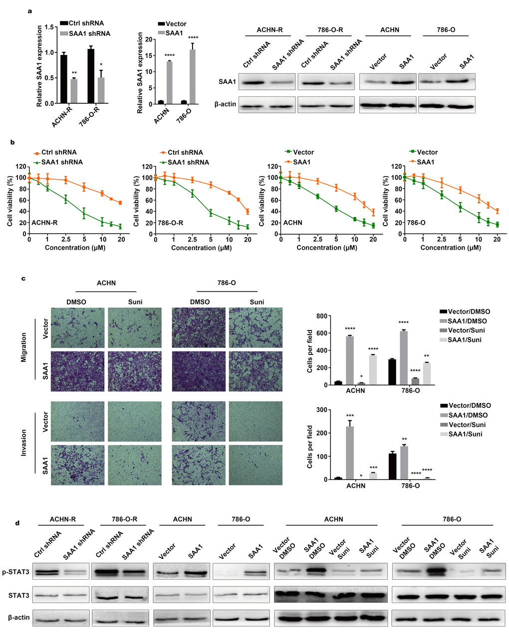 SAA1 mediates sunitinib resistance of RCC. (A) SAA1 expression was detected by RT–qPCR and western blotting after knockdown and overexpression. (B) Cell viability assays in sunitinib concentration gradients were conducted after SAA1 knockdown and overexpression. (C) Transwell assays were conducted after sunitinib treatment and SAA1 overexpression. (D) Western blotting analysis of p-STAT3 and STAT3 after silencing SAA1 in resistant cells, upregulating SAA1 in parental cells and overexpressing SAA1 combined with sunitinib treatment in parental cells. β-actin served as the loading control. Each experiment was performed at least three times and data was represented as mean ± SEM. *P