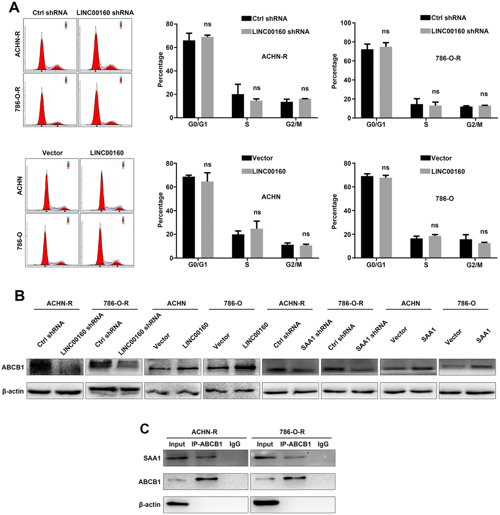 ABCB1 facilitates drug efflux of RCC cells. (A) Cell cycles were detected in resistant cells after LINC00160 knockdown and overexpression. (B) Western blotting analysis of ABCB1 after silencing LINC00106 and SAA1 in resistant cells respectively, upregulating LINC00160 and SAA1 in parental cells respectively. β-actin served as the loading control. (C) Resistant cell lysate was subjected to immunoprecipitation with anti-ABCB1 antibody and analyzed by western blotting. Each experiment was performed at least three times and data was represented as mean ± SEM. P>0.05 is denoted by ns. ABCB1, ATP binding cassette subfamily B member 1; RCC, renal cell carcinoma; LINC00160, long non-coding RNA 160; SAA1, serum amyloid A1.