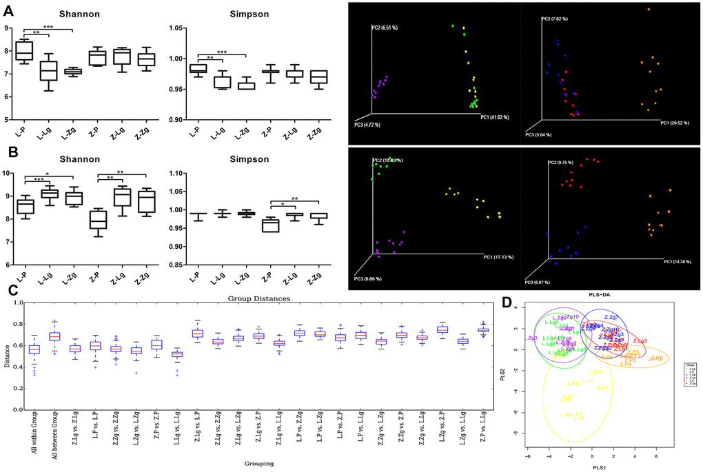 Establishment of the pseudoaseptic rat model and evaluation of intestinal microbiota structure after FMT. (A) Shannon index and Simpson index among six groups after intragastric administration of antibiotics and a three-dimensional sequence plot of unweighted UniFrac PCoA analysis corresponding to LZ and ZDF rats after antibiotics (Shannon: F5, 52 = 10.03, P 5, 50 = 12.94, P B) Shannon index and Simpson index among six groups after FMT (Shannon: F5, 53 = 13.48, P 5, 53 = 14.69, P A, B). *P P P C) Unweighted UniFrac distance box plots. Horizontal coordinates corresponded to statistical comparisons between groups and within groups, and longitudinal coordinates indicated the corresponding distance values. Borders of boxes represented the interquartile range (IQR), horizontal lines represented the median value, and upper and lower whiskers represented 1.5 outside the upper and lower quartiles. In the IQR range, the symbol “+” denoted potential outliers that exceed the range. Statistical analysis was performed with Student’s t-test and Monte Carlo permutation test; (D) PLS-DA discriminant analysis graph. Each point represented a sample. The same color points belonged to the same grouping, and the same grouping points were marked with ellipses (n = 10). Yellow: L-P; Green: L-Lg; Purple: L-Zg; Orange: Z-P; Red: Z-Lg; Blue: Z-Zg.