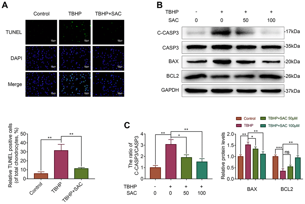 SAC protects TBHP-treated chondrocytes against apoptosis. (A) Tunel staining assay results show the number of apoptotic (Tunel-positive) chondrocytes treated with or without SAC for 24 h and 50 μM TBHP for 2 h. (B) Representative western blot images and (C) Histogram plots show the levels of cleaved-caspase3, caspase3, BAX and BCL2 proteins in the chondrocytes treated with or without SAC for 24 h and 50 μM TBHP for 2 h. Note: The data are presented as the means ± SD of three independent experiments. *p p p 