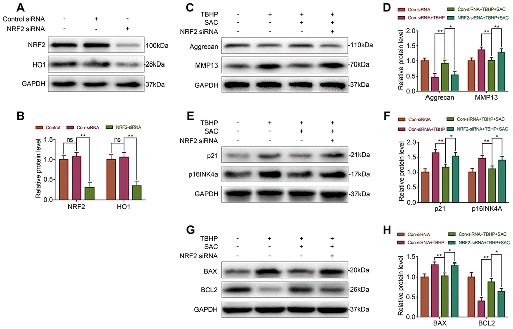 Nrf2 knockdown abrogates the beneficial effects of SAC. (A, B) Western blot analysis shows Nrf2 and HO1 protein levels in control and Nrf2 knockdown chondrocytes. (C, E, G) Representative western blot images and (D, F, H) Histogram plots show the levels of Aggrecan, MMP13, p21, p16INK4a, BAX, and BCL2 proteins in the control and Nrf2 knockdown chondrocytes treated with or without SAC for 24 h and 50 μM TBHP for 2 h. Note: The data are presented as the means ± SD of three independent experiments. *p p p 