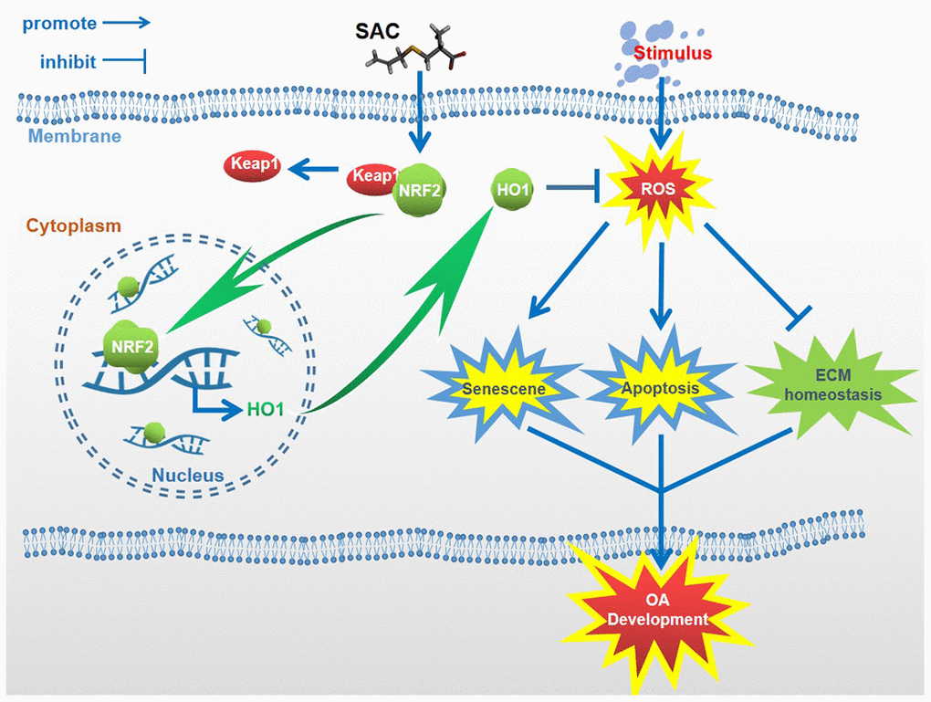 Schematic diagram shows the potential protective effects of SAC on OA. S-allyl cysteine suppresses senescence and apoptosis of chondrocytes and attenuates extracellular matrix metabolic dysfunction in the osteoarthritis model mice via Nrf2.