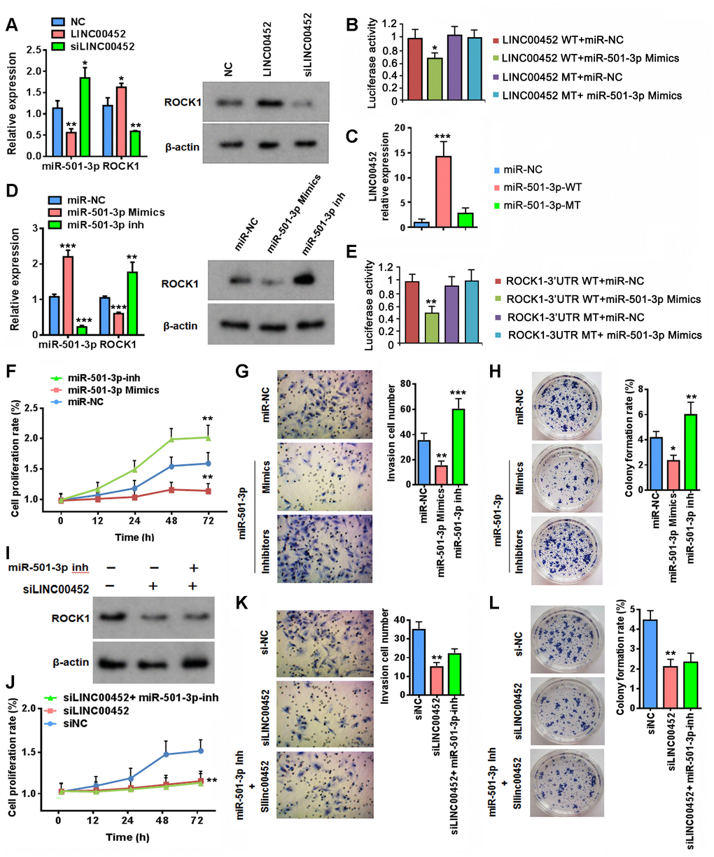 LINC00452 regulates ROCK1 expression through competitive binding of miR-501-3p. (A) Changes at RNA level of miR-501-3p and ROCK1 (left) as well as protein level of ROCK1 (right) upon overexpressing or knockdown LINC00452, respectively. * p B) Luciferase reporter assay showing that miR-501-3p mimics reduced the luciferase activity of wild-type LINC00452 reporter, but not the construct with mutations at the binding sites. * p C) RNA pull-down assay by incubating CaOV3 cell lysates with biotin-labeled wild-type (WT) or mutant (Mu) miR-501-3p followed with qPCR determining LINC00452 level from respective pull-down RNA extract. *** p D) Determining ROCK1 RNA (left) and protein (right) expression upon transfection of miR-501-3p mimics or inhibitors (inh) in CaOV3 cells. ** p E) Luciferase reporter assay showing that miR-501-3p mimics reduced the luciferase activity of wild-type ROCK1 reporter, but not the construct with mutations at the binding sites. ** p F) Time-dependent cell proliferation determined by MTT assay. Cells transfected with miR-501-3p inhibitors exhibited advanced growth over the control vector-transfected CaOV3 cells. In contrast, miR-501-3p inhibitor-transfected cells displayed defective growth. ** p G) Transwell assay determining cell migration/invasion capacity. Upregulation of miR-501-3p using mimics suppressed whereas downregulation of miR-501-3p by inhibitors promoted cell migration and invasion of CaOV3 cells. ** p H) Colony-formation assay showing defective cell growth upon transfecting miR-501-3p mimics and enhanced cell growth upon transfecting miR-501-3p inhibitors. * p I) Western blot assay determining ROCK1 protein changes upon downregulation of LINC00452 or combined decreases in both LINC00452 and miR-501-3p. (J–L) Inhibiting miR-501-3p failed in rescuing LINC00452 decrease-caused defects in CaOV3 cell proliferation (J), migration and invasion (K) as well as growth (H). ** p 