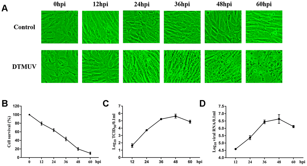 DTMUV infection in DEFs cells. (A) The cytopathic effects (CPE) of DEFs cells at 12, 24, 36, 48 and 60 hpi, and mock-infected cells as control. (B) The cell survival analysis at 12, 24, 36, 48 and 60 hpi. (C) One-step growth curve of DTMUV in DEFs cells. (D) Quantitative analysis of viral DNA by quantitative real-time PCR assay.