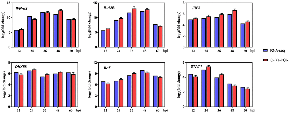 Differentially expressed genes (DEGs) in innate immune system-related response after infection.