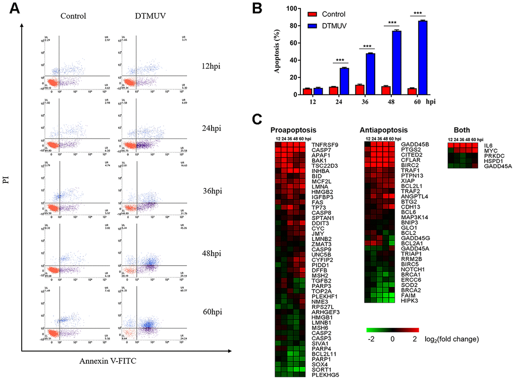 Apoptotic effects induced by DTMUV infection. (A) The absence of apoptosis analyzed by double staining with annexin V-FITC/PI, followed by flow cytometry. Representative images are shown (n=3). (B) Histogram of the percentage of apoptotic cells. The data are presented as the means ± SD of three independent experiments. *** pC) The heat map illustrating the dynamic regulation of apoptosis genes by DTMUV infection, including genes involved in pro-apoptosis, anti-apoptosis, or both positive and negative regulation of apoptosis. The green-to-red gradient bar represents log2 values of fold-changes in the gene expression induced by DTMUV infection.