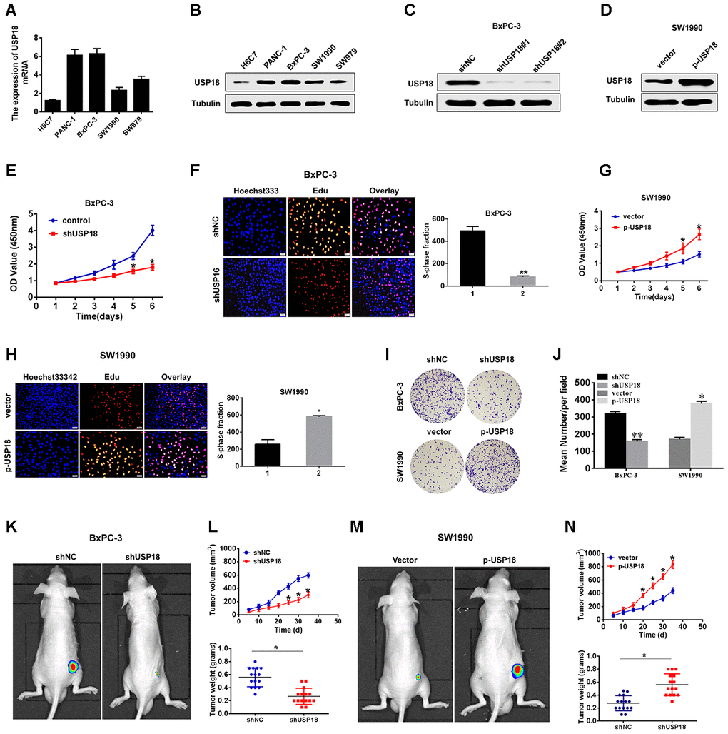 USP18 promotes pancreatic tumour growth in vivo and in vitro. (A, B) USP18 mRNA and protein levels in pancreatic cells and the immortalized H6C7 line. (C and D) USP18 protein levels in BxPC-3 and SW1990 cells after transfection with shUSP18 or p-USP18. (E) CCK-8 assay showing proliferation of pancreatic cancer cells following USP18 knockdown. *pF) Proliferation capacities were detected by EdU assays in BxPC-3 cells transfected with the shNC or the shUSP18 plasmid *pG and H) CCK-8 and EdU assay showing proliferation of pancreatic cancer cells transfected with the vector or the p-USP18 plasmid. (I and J) Colony-forming assays showing the cell viability of pancreatic cancer cells transfected with the indicated plasmid (*pK–N) BxPC-3/shUSP18 cells or SW1990/p-USP18 were subcutaneously injected into nude mice. Tumour volumes were measured on the indicated days. At the experimental endpoint, tumours were dissected, photographed and weighed (n=15, *p
