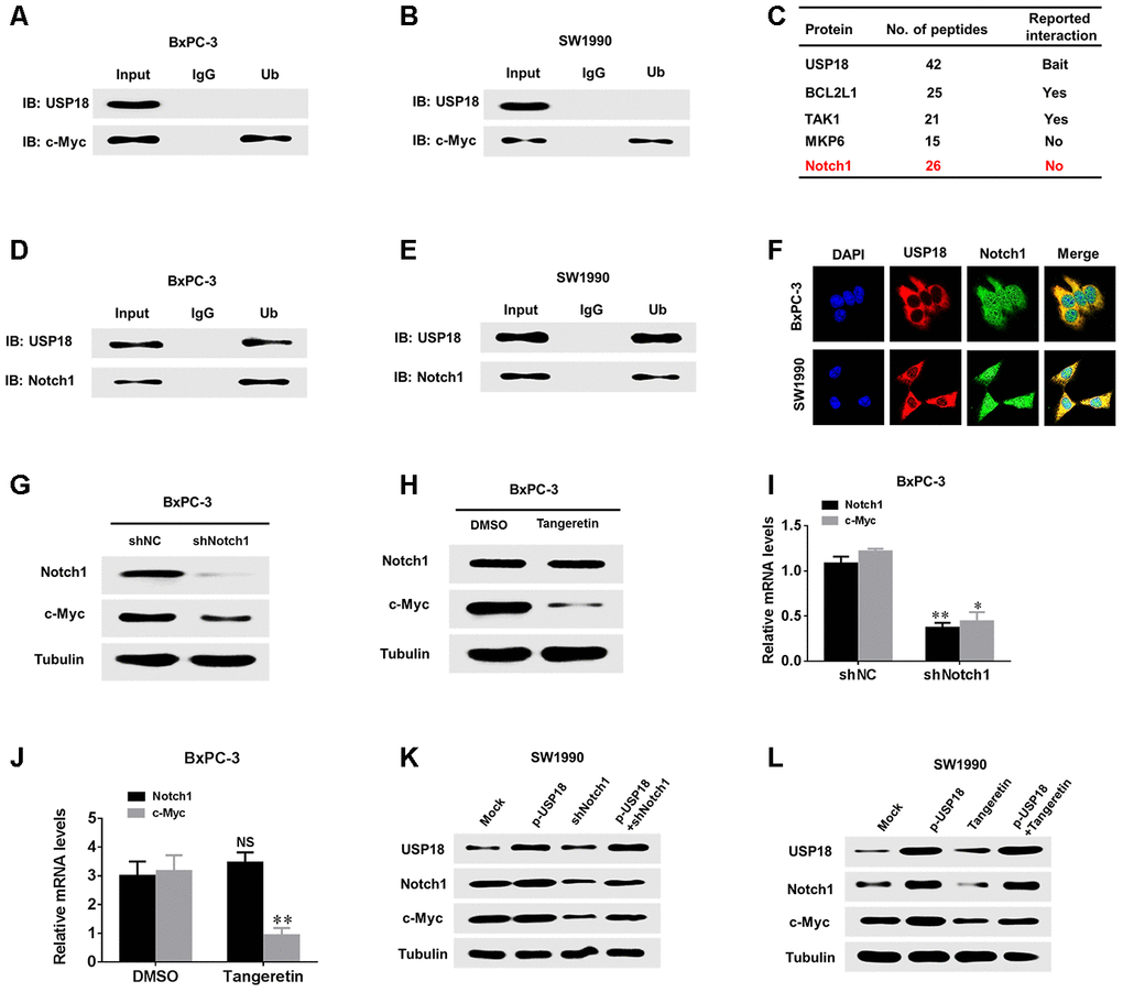 USP18 regulates c-Myc expression through Notch1. (A, B) Co-IP showing that endogenous USP18 and c-Myc in PC cells were not directly bound. (C) Mass spectrometry data show that Notch 1 and USP18 are combined. (D and E) Co-IP showing direct binding of endogenous USP18 and c-Myc in pancreatic cancer cells. (F) Co-localization studies of pancreatic cancer cells using an anti-USP18 antibody (1:200, green) and an anti-Notch1 antibody (1:200, red), followed by DAPI nuclear counterstaining (blue). The merged images of USP18 (green) and Notch1 (red) with DAPI (blue) are also shown. (G and I) Protein and mRNA levels of c-Myc assessed by western blotting and qRT-PCR in pancreatic cancer cells transfected with shNotch1 or shNC. (H and J) Protein and mRNA levels of c-Myc assessed by western blotting and qRT-PCR in pancreatic cancer cells treated with Notch1 inhibitor (Tangeretin). (K and L) Protein levels of Notch1 and c-Myc in pancreatic cancer cells transfected with the indicated plasmid or treated with Notch1 inhibitor (Tangeretin) as assessed by western blotting.