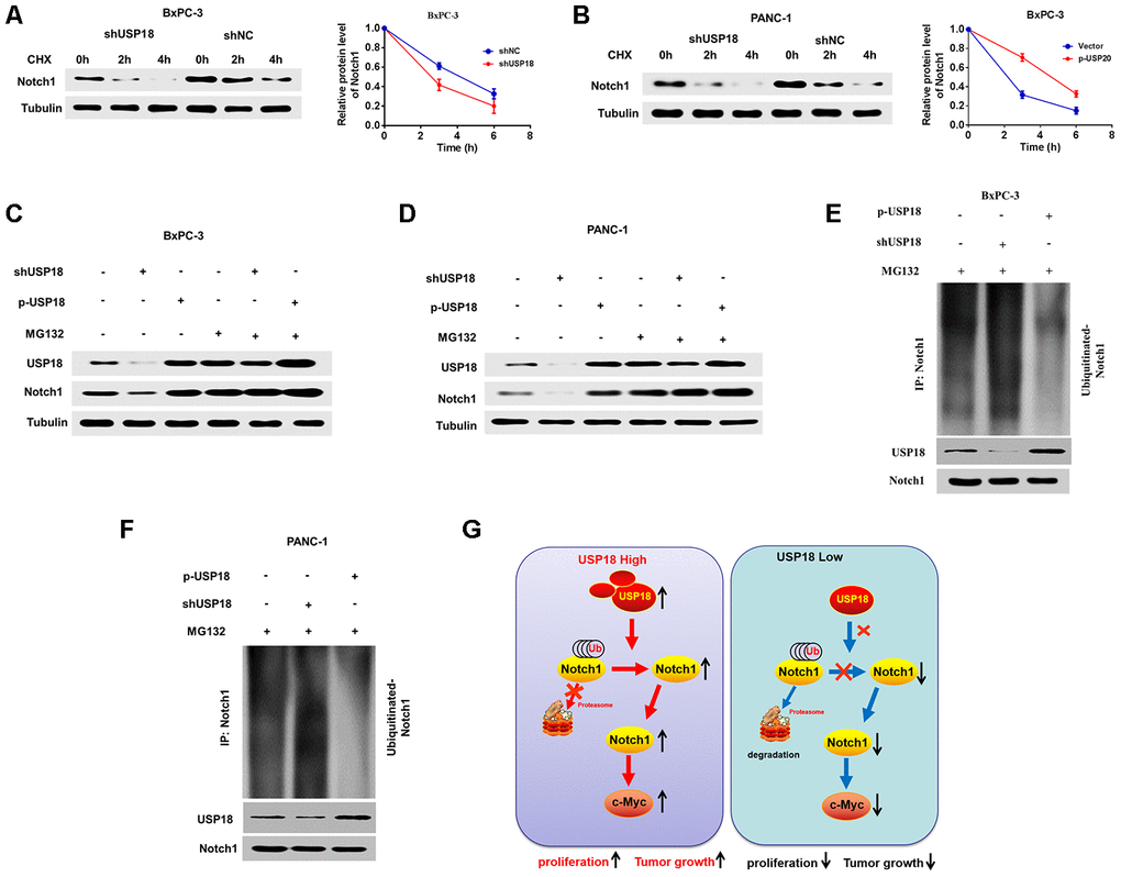 USP18 stabilizes and deconjugates K48-linked ubiquitination of Notch1. (A, B) The Pancreatic cancer cells were exposed to cycloheximide (CHX) (20 μmol/L) for the indicated times, and the degradation of Notch1 was detected with an anti-Notch1 antibody. (C and D) USP18 had no effect on Notch1 expression, as assessed by MG132 after transfection with shUSP18 or p-USP18 plasmid in pancreatic cancer cells. (E and F) Knockdown or exogenous expression of USP18 altered the ubiquitination of Notch1. The cells in each group were treated with the proteasomal inhibitor MG132. Cell lysates were prepared and subjected to immunoprecipitation with an anti-Notch1 antibody. The level of ubiquitin binding on Notch1 was detected by western blotting with an anti-Ub-K48 antibody. (G) Proposed model by which USP18 promotes PC progression by modifying Notch1/c-Myc axis.