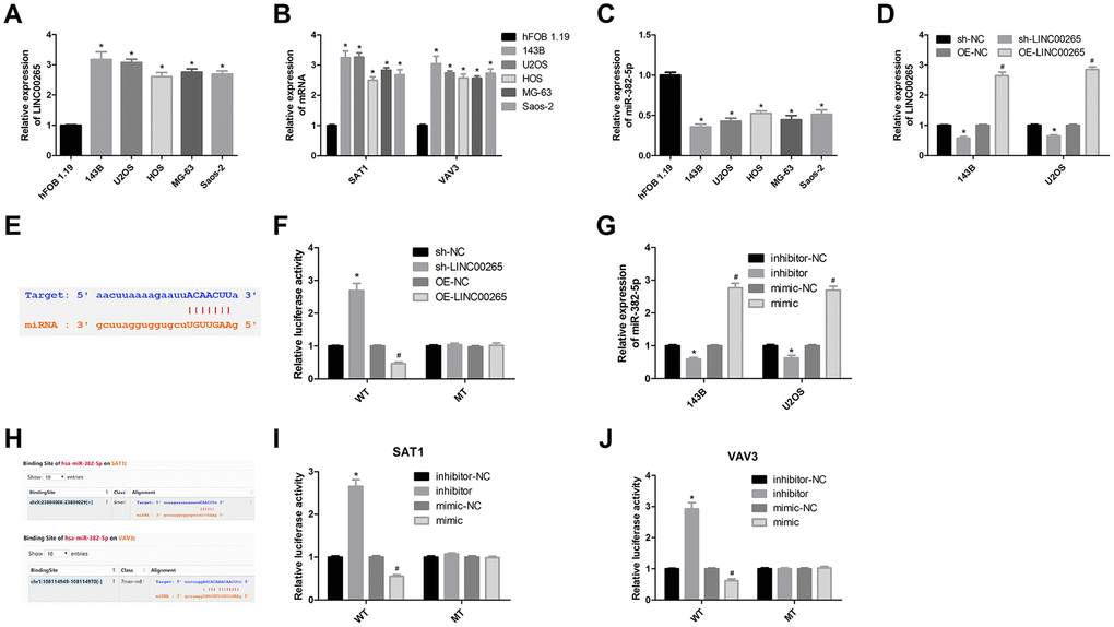 Luciferase assay was used to validate targeting relationships. (A-C) Expression levels of LINC00265, miR-382-5p, SAT1 and VAV3 in osteosarcoma cells and osteoblasts. (D) Transfection efficiency of OE-LINC00265 and sh-LINC00265. (E, F) Luciferase assay confirmed that LINC00265 targeted miR-382-5p. (G) Transfection efficiency of miR-382-5p inhibitor and miR-382-5p mimic. (H-J) Luciferase assay confirmed that miR-382-5p targeted SAT1 and VAV3. *P #P 