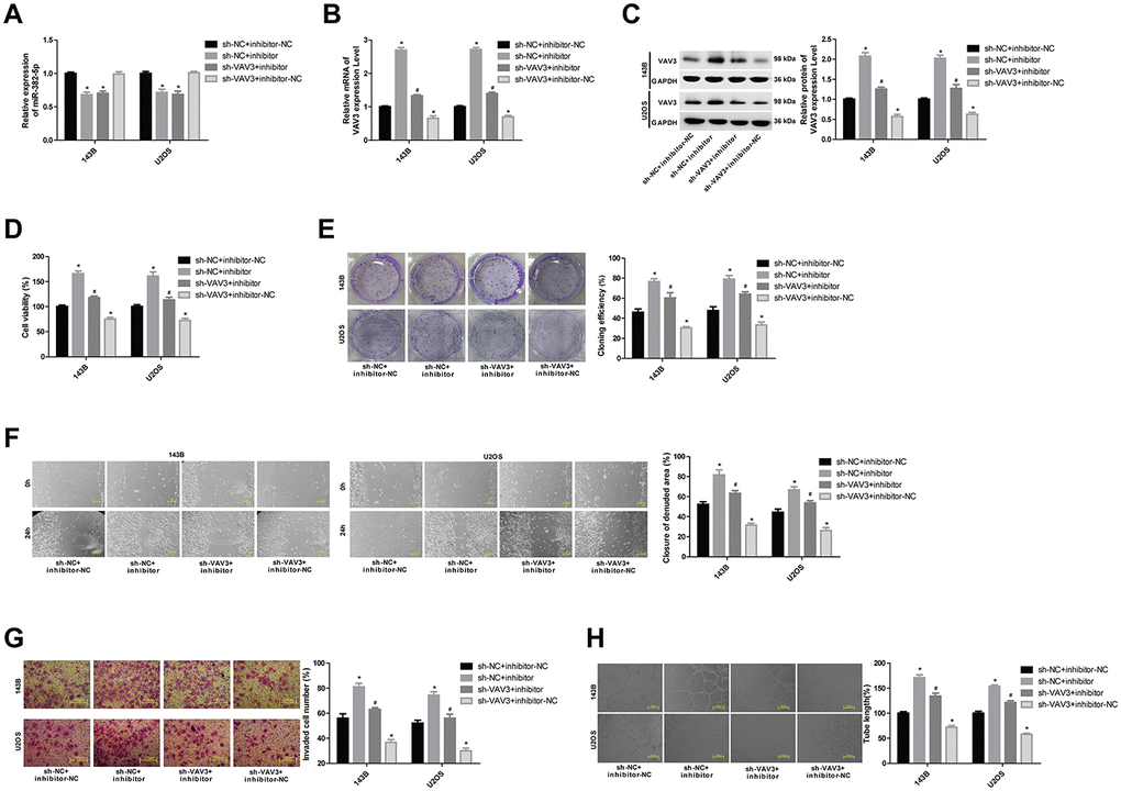 MiR-382-5p targets VAV3 to regulate osteosarcoma cell proliferation, migration, invasion and tube formation. (A) The expression level of miR-382-5p in each group. (B, C) The expression level of VAV3 mRNA and protein in each group. (D, E) CCK-8 and colony formation assays were used to detect cell viability and proliferation. (F, G) Wound healing and Transwell assays were applied to detect cell migration and invasive ability. (H) The tube production capacity of the cells was detected using the tube formation assay. *P #P 