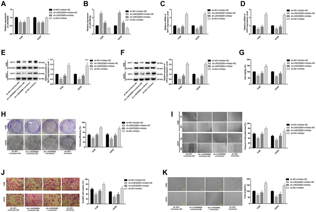 LINC00265 regulated osteosarcoma cell metastasis and tube formation by targeted regulation of miR-382-5p/SAT1 and miR-382-5p/VAV3. (A, B) The expression level of LINC00265 and miR-382-5p in each group. (C–F) The expression level of SAT1 and VAV3 mRNA and protein in each group. (G, H) CCK-8 and colony formation assays were used to detect cell viability and proliferation. (I, J) Wound healing and Transwell assays were applied to detect cell migration and invasive ability. (K) The tube production capacity of the cells was detected using the tube formation assay. *P #P 