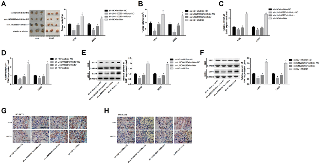 LINC00265 regulated osteosarcoma growth by regulating miR-382-5p/SAT1 and miR-382-5p/VAV3. (A, B) Effects of LINC00265 and miR-382-5p on tumour mass and volume. (C, D) Effects of LINC00265 on the expression levels of SAT1 and VAV3 mRNAs by targeting miR-382-5p. (E, F) Effects of LINC00265 on the expression levels of SAT1 and VAV3 by targeting miR-382-5p. (G, H) Immunohistochemistry staining was used to detect the expression of SAT1 and VAV3 proteins in tumour tissues. *P #P 