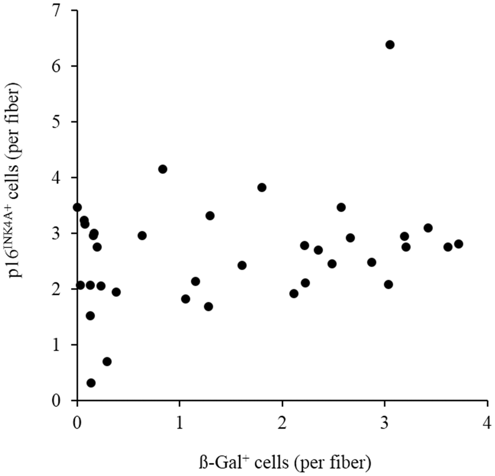 Moderate correlation (r = 0.29, p = 0.08) between p16INK4a positive cells and ß-galactosidase positive cells of 36 biopsied vastus lateralis muscle in men aged 20-26 y. Abbreviation: ß-gal, ß-galactosidase.