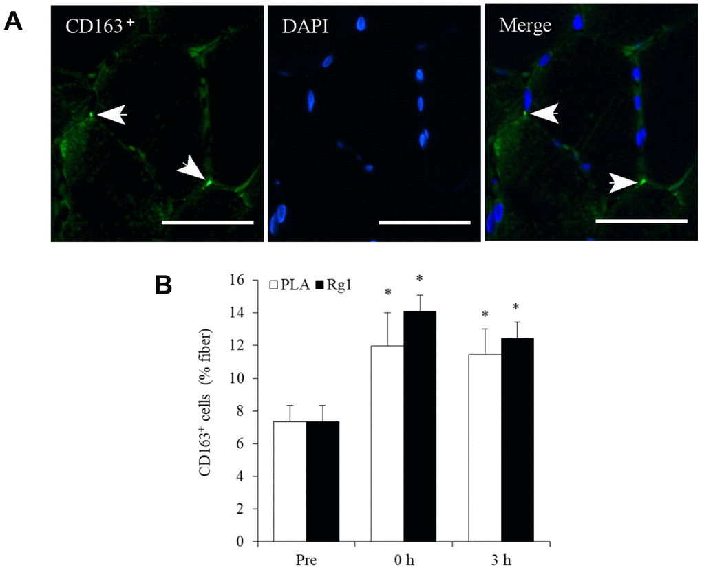 Aerobic exercise increases regenerative macrophage infiltration into human skeletal muscle. Arrows in the representative images indicate CD163+ cells (bright green) and nuclei (blue) surrounding myofibers in a muscle cross-section (A). This increase after 1-h cycling exercise (70% V̇O2max) was similar for both Placebo (PLA) and Rg1 trials (B). Scale bar = 50 μm. Data are expressed as mean and SEM. * Significant difference against Pre (Baseline), P 