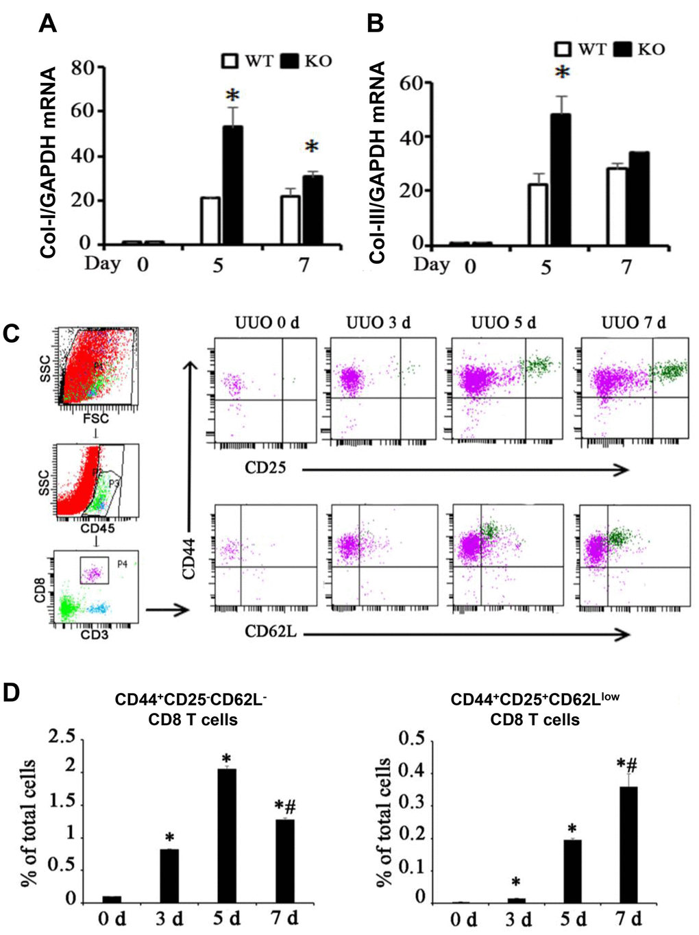 Two different subsets of infiltrating CD8 T cells were related to renal fibrosis in UUO model mice. (A, B) Total mRNA was obtained from the UUO kidneys of WT mice, CD8 KO mice, or CD8 KO mice transplanted with CD8 T cells at days 0, 5, and 7. The results showed the expression levels of Col-I and Col-III in CD8 KO mice compared with those in WT mice. (*p C) Representative examples of FACS analysis at each point. CD8+ T cells in obstructed kidneys were identified on the basis of CD45, CD3, CD44, CD25, and CD62L expression by using flow cytometry. (D) CD44+CD25−CD62L− and CD44+CD25+CD62Llow CD8+ T cells were counted and analyzed at days 0, 3, 5, and 7 after UUO (*p 