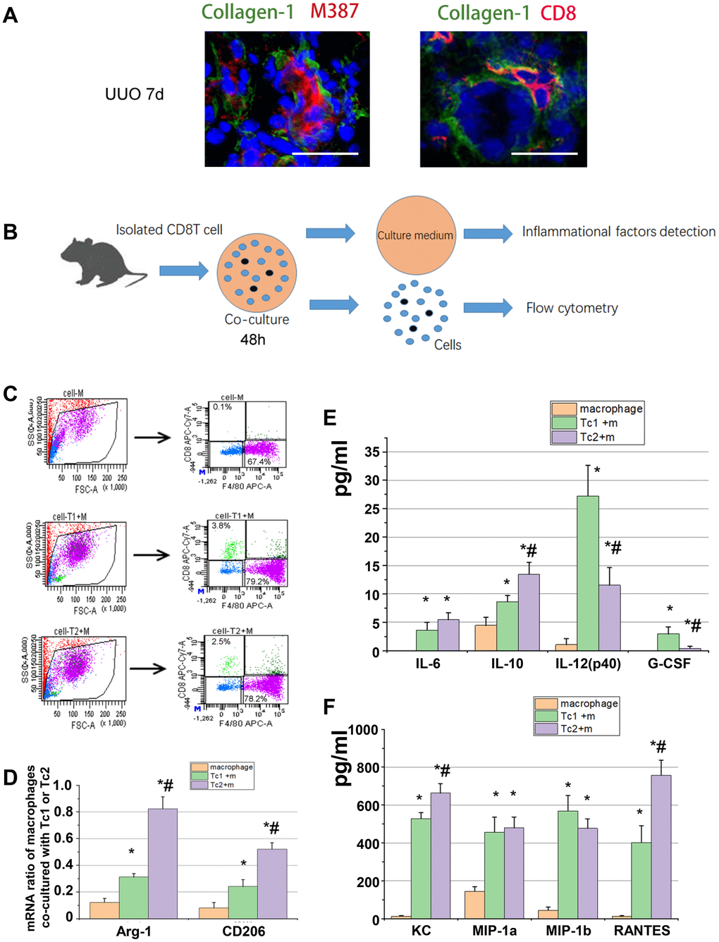 Tc2 showed stronger capability for inducing macrophage development to M2 than Tc1. (A) Representative photomicrographs showing kidney sections from UUO mice at day 7. The sections were stained with Collagen-1 (green) and M387 or CD8 (red), counterstained with DAPI (blue), and examined through confocal microscopy (scale bars, 20 μm). Positive signals were observed in the renal interstitium. (B) CD8+ T cells (Tc1 and Tc2) were isolated from the kidneys of UUO mice and cocultured with Raw264.7 cells for 48 h (1 × 104 T cells and 1 × 105 Raw264.7 cells per well). The cell culture medium was collected for inflammatory factor detection, and the cells were collected for flow cytometry. (C) Representative examples of the FACS analysis of cocultured cells. The cells were stained with CD8 and F4/80, and Raw264.7 cells were sorted through flow cytometry for mRNA examination. (D) mRNA levels of Arg-1 and CD206 in M2 were tested by using qPCR (*p E, F) Inflammatory factors were evaluated by using a Luminex multiplex murine cytokine assay. Cytokines that were significantly elevated are shown (*p 