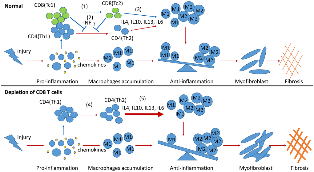 Model summarizing the role of CD8 T cells in renal inflammation and fibrosis response to UUO. During the process of renal fibrosis, two subsets of CD8 T cells collaborate with each other to control the progression of inflammation from proinflammation to anti-inflammation and avoid excessive renal fibrosis. The transformation of Tc1 cells to Tc2 cells facilitates the conversion of proinflammation to anti-inflammation after renal injury (1). Tc1 and Tc2 cells secrete INF-γ to inhibit the differentiation of Th2 cells and to prevent the Th2 cell-induced excessive polarization of M2 cells (2). The anti-inflammatory factors secreted by Tc2 cells can also promote the polarization of M2 cells. M2 cells further participate in the construction of a profibrotic environment (3). CD8 T cell depletion results in the accumulation of Th2 cells (4), leading to the excessive polarization of M2 cells, which further exacerbates renal fibrosis (5).