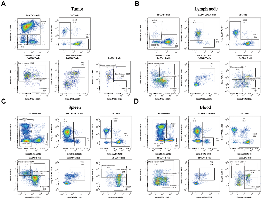 Percentages of the different subpopulations and expression levels in different tissues of the subcutaneous xenograft model. Distribution of immune cell subpopulations in the tumor, spleen, lymph node, and blood isolated from the same tumor progression animal model (CT26 cells). The gating schema for the study and the percentage of immune cell subpopulations in TILs (A), lymph node (B), spleen (C), and peripheral blood (D).