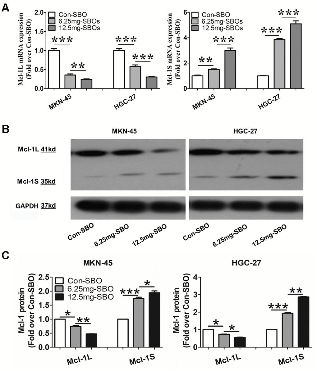 The myeloid cell leukemia (Mcl)-1 splicing shifts from Mcl-1L to Mcl-1S after injection of the vivo-morpholino-modified steric-blocking oligonucleotides (SBOs) in the mouse xenograft models of MKN-45 and HGC-27 cells. (A) Mcl-1L and Mcl-1S messenger RNA (mRNA) expression in the MKN-45 and HGC-27 xenograft models treated with vivo-morpholino-modified SBOs at different dosages is presented. Data are shown as the means ± standard deviation (SD). **p B) Mcl-1L and Mcl-1S protein expression in the xenograft models after treatment with SBOs at indicated doses is shown. (C) Decreased Mcl-1L and increased Mcl-1S protein expression levels and Mcl-1S/Mcl-1L values after SBO treatment are presented. Data are shown as the means ± SD. *p 