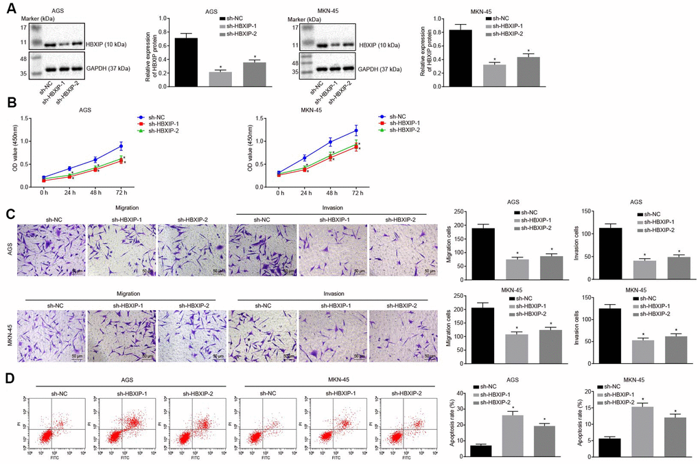 Silencing HBXIP inhibits GC cell viability, migration and invasion, and induces apoptosis. (A) Representative Western blots of HBXIP protein and its quantitation in AGS and MKN-45 cells upon HBXIP silencing, normalized to GAPDH. (B) CCK-8 was used to examine the proliferation of AGS and MKN-45 cells upon HBXIP silencing. (C) Transwell assay was used to examine the migration and invasion ability of AGS and MKN-45 cells upon HBXIP silencing (× 200). (D) Flow cytometry was used to examine the apoptosis of AGS and MKN-45 cells upon HBXIP silencing. * p vs. the sh-NC group (AGS or MKN-45 cells treated with sh-NC). The above data were measurement data, and expressed as mean ± standard deviation. Data in panels (A, C and D) were analyzed by one-way ANOVA with Tukey’s post hoc test and in panel B by repeated measures ANOVA with Bonferroni post hoc test. The cell experiment was repeated 3 times independently.