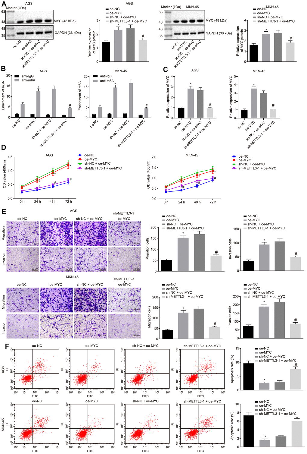 METTL3 inhibits GC cell viability, migration and invasion, and induces apoptosis by mediating MYC mRNA m6A modification. (A) Representative Western blots of MYC protein and its quantitation in GC cells treated with oe-MYC or combined with sh-METTL3-1, normalized to GAPDH. (B) Me-RIP and RT-qPCR were used to examine m6A levels of MYC mRAN in GC cells treated with oe-MYC or combined with sh-METTL3-1. (C) The binding of METTL3 to MYC mRNA assessed by PAR-CLIP assay in GC cells treated with oe-MYC or combined with sh-METTL3-1. (D) CCK-8 was used to examine the proliferation of GC cells treated with oe-MYC or combined with sh-METTL3-1. (E) Transwell was used to examine the migration and invasion of GC cells treated with oe-MYC or combined with sh-METTL3-1 (× 200). (F) Flow cytometry was used to examine the apoptosis of GC cells treated with oe-MYC or combined with sh-METTL3-1. * p vs. the oe-NC group (GC cells treated with oe-NC). # p vs. the sh-NC + oe-MYC group (GC cells treated with sh-NC and oe-MYC). The above data were all measured data, expressed as mean ± standard deviation. Data in panels (A–C, E and F) by one-way ANOVA with Tukey’s post hoc test, and in panel D by repeated measures ANOVA with Bonferroni post hoc test. The cell experiment was repeated 3 times independently.