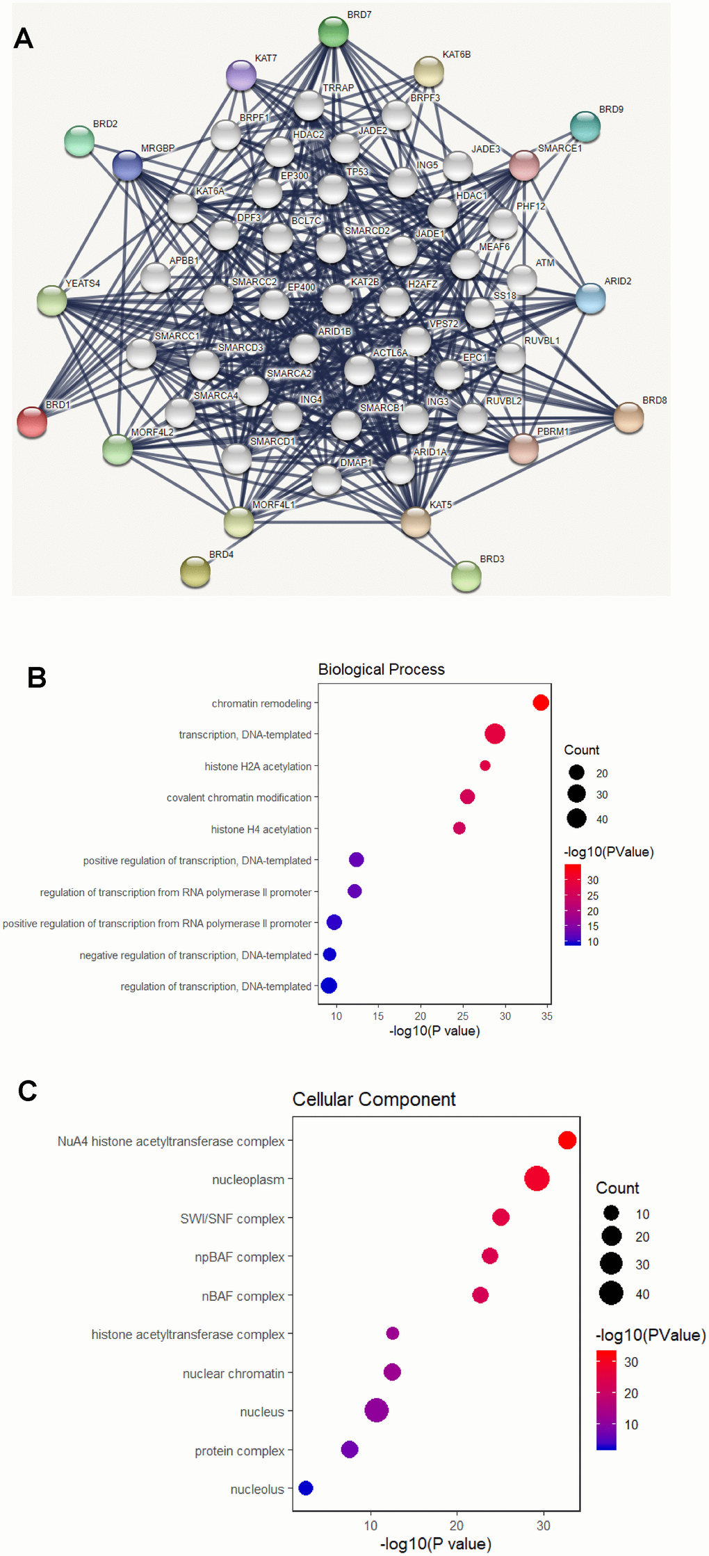 Functional protein interaction network of BRD-containing protein genes (STRING and DAVID). (A) Protein interaction network of 50 functional partners with confidence score > 0.9 based on STRING database. BRD 1/2/3/4/7/8/9 are the seed genes. Ten interacting partners with the highest confident scores were colored and placed in the outer shell. The other forty interacting partners were grey and placed in the inner shell. The blue lines represent the correlation between proteins and the thickness of the lines indicates the strength of data support. (B–C) The bubble diagram displayed the GO functional enrichment results of the 50 functional interactors, including biological process and cellular components.