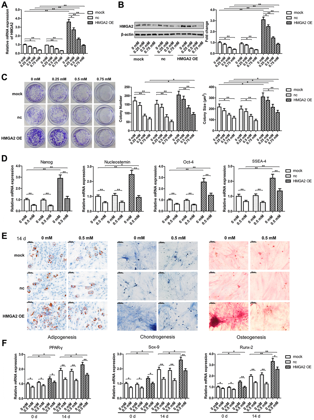 HMGA2 overexpression protects hTSCs from H2O2-induced loss of self-renewal capacity and pluripotency. hTSCs transfected with HMGA2 overexpression lentivirus (HMGA2 OE) or the negative control (nc) were subjected to H2O2 treatment at indicated concentrations for 24 h. Non-transfected cells (mock) were included for comparison. (A, B) The HMGA2 mRNA (a) and protein (b) levels were determined by qRT-PCR and western blot analysis, respectively. (C) Clonogenicity was evaluated by the colony formation assay. (D) The quantitative expression of stemness markers Nanog, Nucleostemin, Oct-4, and SSEA-4 of treated hTSCs were measured by qRT-PCR. (E) The multilineage differentiation capability was assessed as described in materials and methods. Scale bar = 50 μm. (F) The expression of markers for lineage-specific differentiation (PPARγ for adipogenesis, Runx-2 for osteogenesis and Sox-9 for chondrogenesis) at day 0 and day 14 of differentiation was evaluated by qRT-PCR. The data shown are from three replicates and are presented as mean ± SD. *p 