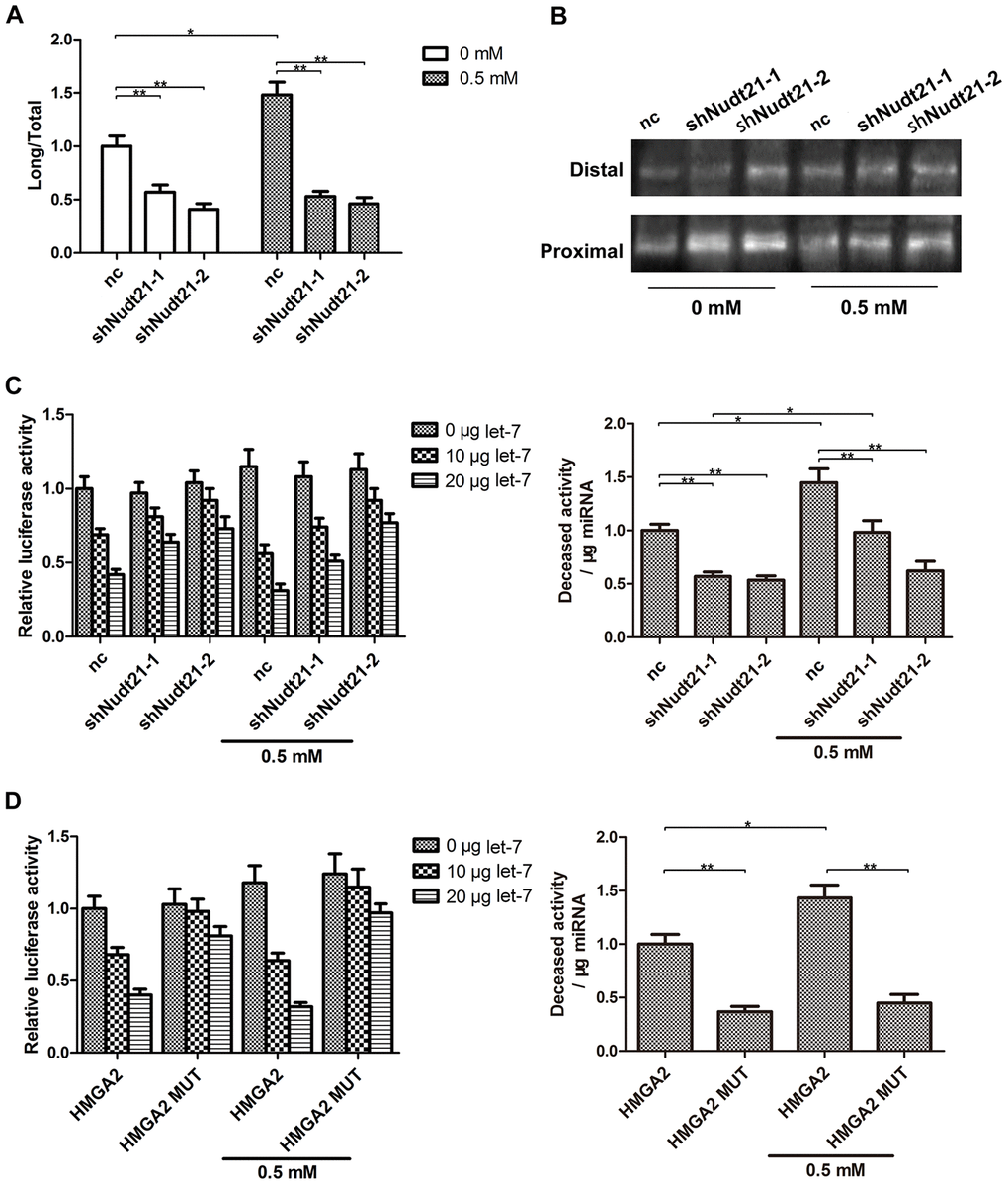 Nudt21 upregulates let-7-mediated HMGA2 silencing through APA. (A, B) hTSCs transfected with shNudt21-1, shNudt21-2 or a scrambled control shRNA (nc) lentivirus were cultured in the presence or absence of 0.5 mM H2O2 for 24 h. (A) The short and long HMGA2 3′-UTR transcripts were detected by RT-PCR. The long transcript-to-total transcript ratios are shown. (B) The short (Proximal) and long (Distal) HMGA2 3′-UTR transcripts were detected by 3′-RACE. (C) hTSCs were transfected with 100 ng psiCHECK2-HMGA2 along with shNudt21-1, shNudt21-2 or a scrambled control shRNA (control) and 0, 10 or 20 μg let-7 as indicated in the presence or absence of 0.5 mM H2O2. The luciferase activity was determined 48 h after transfection. (D) hTSCs were transfected with 100 ng psiCHECK2-HMGA2 or psiCHECK2-HMGA2 MUT along with 0, 10 or 20 μg let-7 as indicated in the presence or absence of 0.5 mM H2O2. The luciferase activity was determined 48 h after transfection. The data shown are from three replicates and are indicated as mean ± SD. *p 