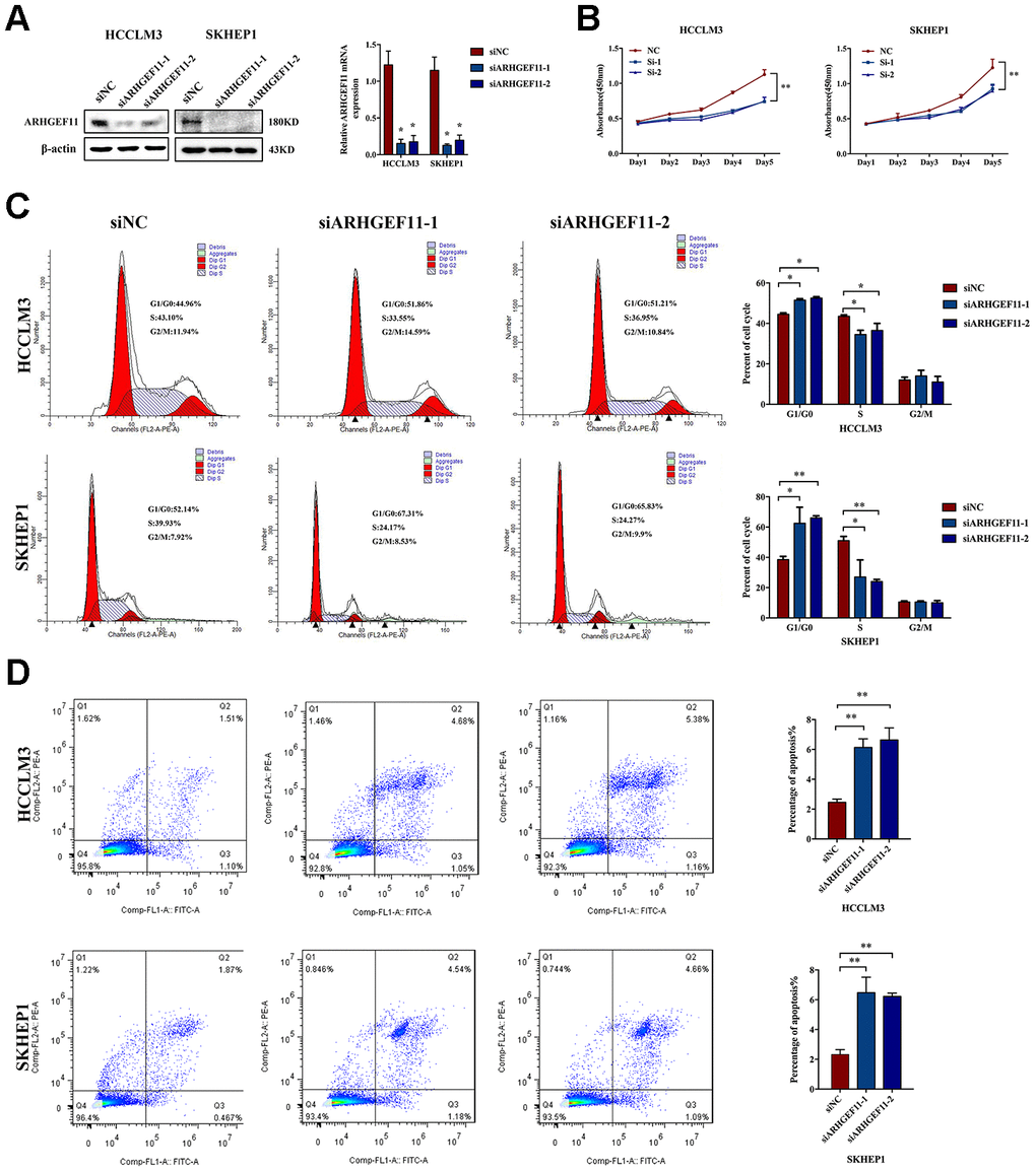 Knockdown of ARHGEF11 induces cell growth inhibition, cell cycle arrest and cell apoptosis in hepatoma cell lines. (A) ARHGEF11 knockdown with two different siRNAs (siARHGEF11-1, siARHGEF11-1) or negative control (siNC) as examined by western blot and qRT-PCR. (B) The viability of hepatoma cells detected by CCK8 assay. (C) Cell cycle distribution detected by flow cytometry. The representative images (left) and percentage of cell cycle (right) are shown. (D) Cell apoptosis detected by flow cytometry. The representative images (left) and relative percentage of apoptotic cells (right) are shown. Data are shown as mean ± SD. *PP