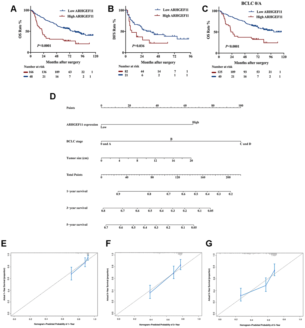 Upregulation of ARHGEF11 in human HCC patients predicted poor survival outcomes. Kaplan-Meier curve about OS (A) and DFS (B) of patients from West China hospital dataset based on ARHGEF11 high and ARHGEF11 low expression. (C) Kaplan-Meier curve about OS of patients with BCLC 0/A classification from West China hospital dataset based on ARHGEF11 high and ARHGEF11 low expression. (D) Nomogram for OS that integrated ARHGEF11 expression levels, tumor size and BCLC classification. (E–G) Calibration curve for predicting patients’ survival at 1 year, 3 year and 5 year respectively.