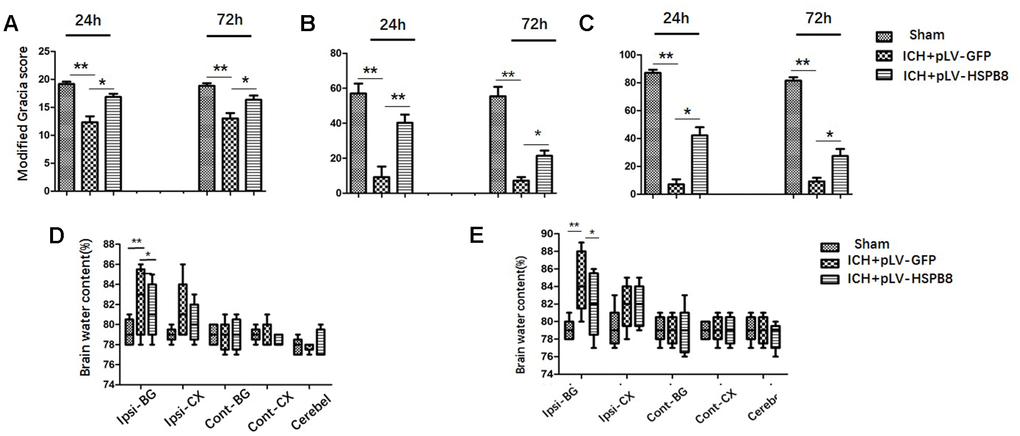 HSPB8 overexpression significantly reduced brain injury and brain edema at 24 and 72h after ICH. (A–C) Modified Garcia test, corner turn test, and limb placement test at 24h and 72h post-ICH in sham, ICH+ pLV-GFP or ICH+pLV-HSPB8 groups (n=6, mean±SEM). (D) The brain water content at 24h following surgery in sham, vehicle, and pLV-HSPB8 treatment groups. (E) The brain water content at 72h following surgery in different groups. Brain sections were divided into five parts: ipsilateral basal ganglia, contralateral basal ganglia, ipsilateral cortex, contralateral cortex, and cerebellum (n=6, mean±SEM). **P 